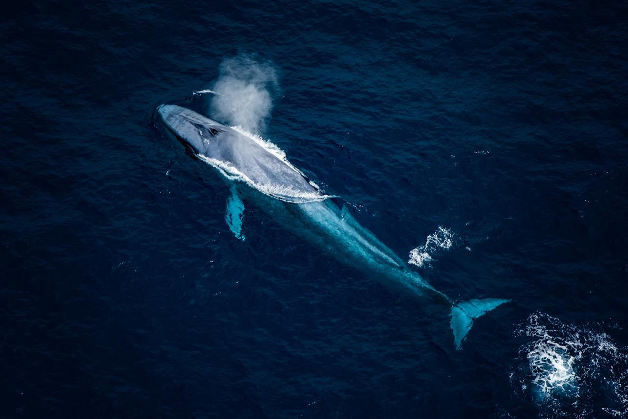 NEW - Whale Flight & Mountain Scenic Tour - Photo 1 of 5